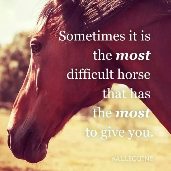 66 best images about Inspirational Horse Quotes on ...