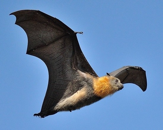 Why are bats the only flying mammal? - Quora