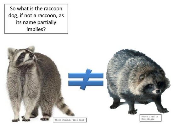 Who would win in a fight between a raccoon and a raccoon ...