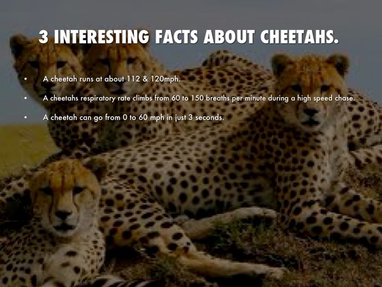 Cheetahs by joshuais0108