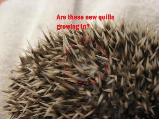 Early Quilling/Color of quills? - Chins & Hedgies