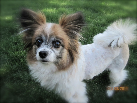 Do Papillon Dogs Shed 15 Free Wallpaper ...