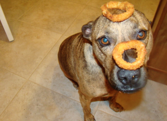Can Dogs Eat Onions? Risks, Side Effects & Treatment