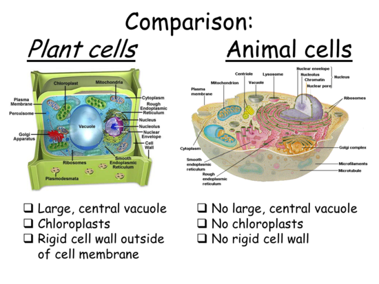 Cell Types and Cell Structure - Presentation Biology ...