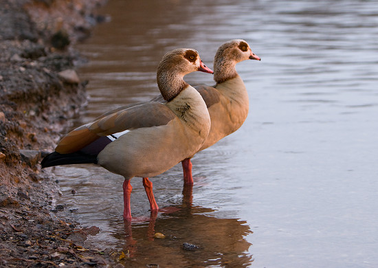 Types of Geese – Different Types of Geese