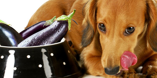 Can Dogs Eat Eggplant? | Dog Food Genius