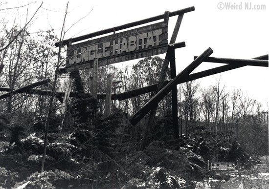 Jungle Habitat: Wild, Free and Abandoned | Weird NJ