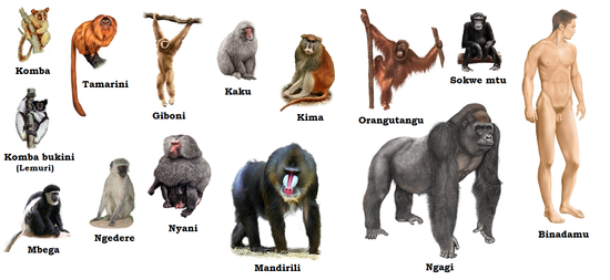 Image Gallery different primates