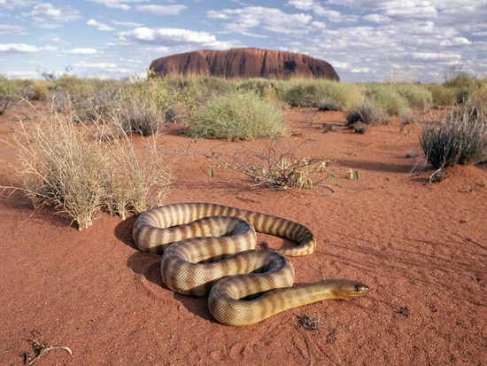 World Visits: Sahara Desert Animals Dangers Animal's