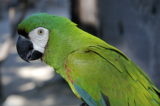 Macaw Lafresnayes Parrot - Bird Breeds Central