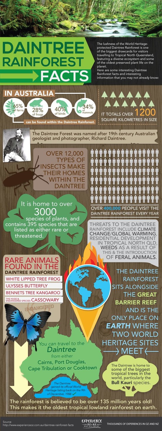 Daintree Rainforest Facts & Interesting Information ...