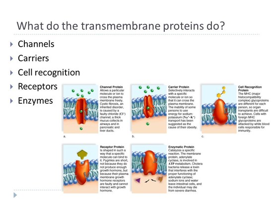 Membrane Structure and Function - ppt download