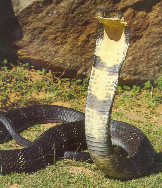 top hosting squad: Pictures of King Cobra - The most ...