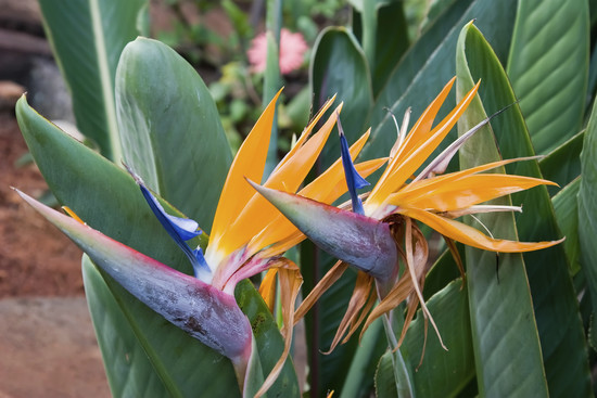 Growing Bird Of Paradise Outside – How To Take Care Of ...