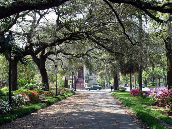 What does Savannah look like in Nov/Feb? (Decatur ...
