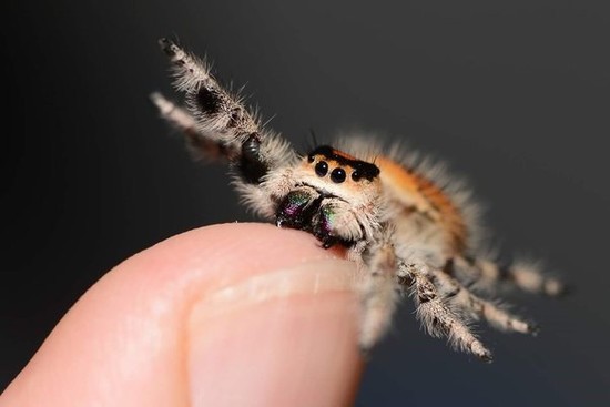 How harmful can a tiny jumping spider be? - Quora