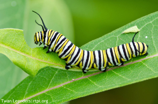The Meditative Gardener: Monarch Butterfly Caterpillars