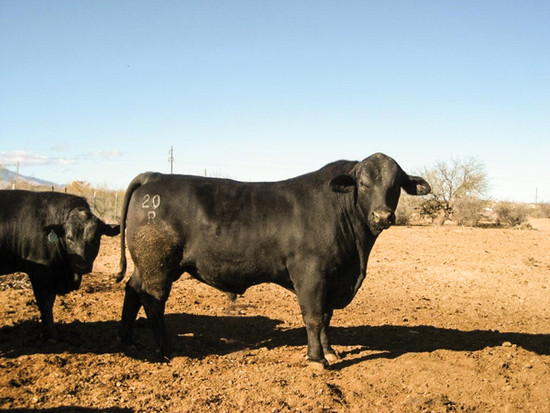 Pros, Cons & How-To For Popular Cattle Identification ...