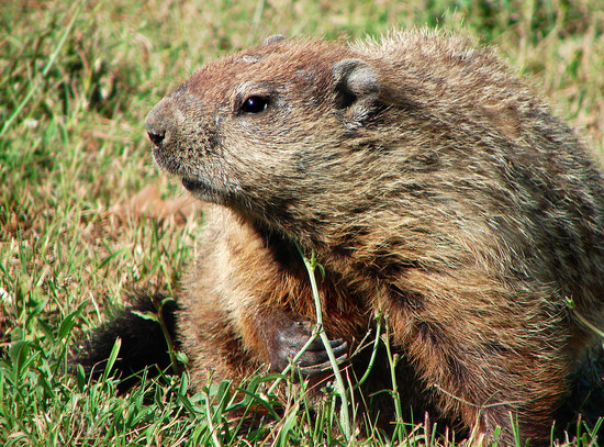 Wuchak | Woodchucks and groundhogs are the same thing, but ...