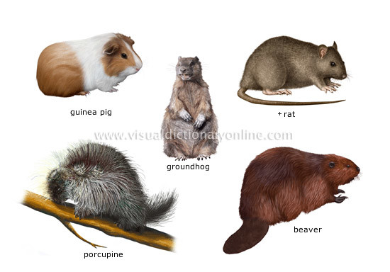 ANIMAL KINGDOM :: RODENTS AND LAGOMORPHS :: EXAMPLES OF ...