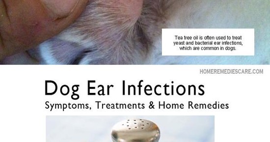 Home Remedies Care — 13 Home Remedies for Dog Ear ...