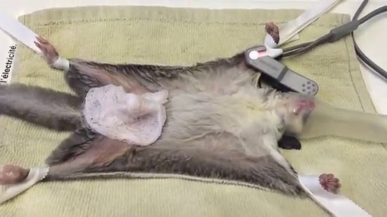 Sugar glider castration post op pain experiment 3529 is a ...