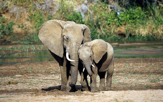 Elephant Mother Baby | Worth While World | Pinterest ...
