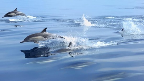 How fast can dolphins swim? | Reference.com