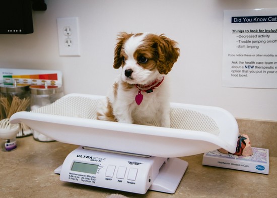 33 Hilarious Pets That Do NOT Want To Go To The Vet (Photos)