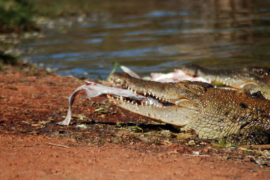 File:Crocodile in Broome Western Australia.jpg - Wikimedia ...