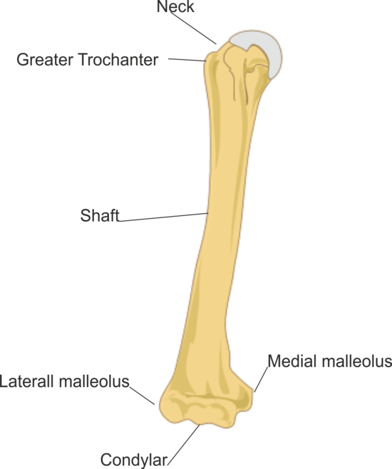 Fracture shaft of humerus bone; Its physiotherapy ...