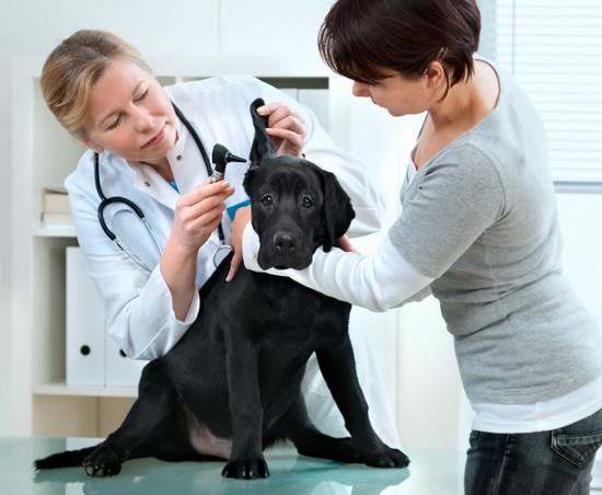 Time for a vet check-up! - Dogslife. Dog Breeds Magazine
