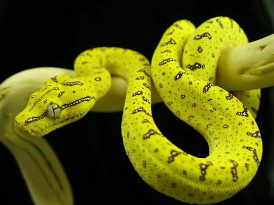 Unusual Facts About Python Snakes That You May Be Unaware ...