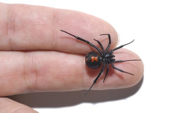 Black Widow Spiders and Spider Bite Facts - Professional ...