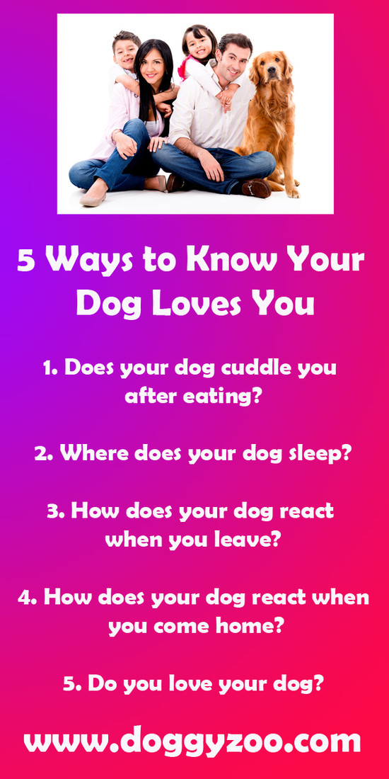 5 Ways to Know Your Dog Loves You - DoggyZoo.comDoggyZoo.com