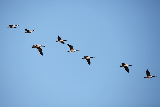 Why are the birds flying north -- again? — Ducks Unlimited ...