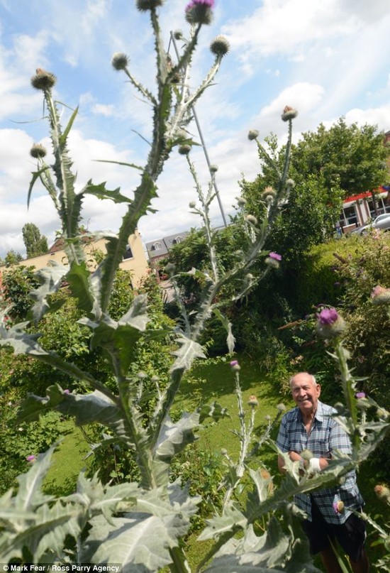 Pensioner grows 12ft thistle maybe tallest in world ...