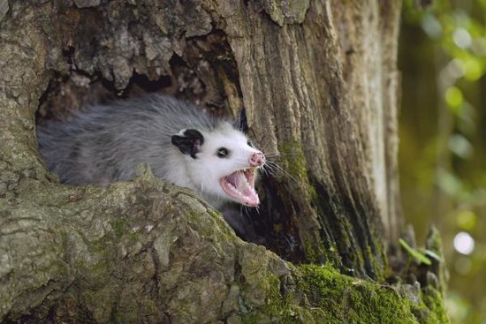 Are Possums Dangerous to Humans or Pets?