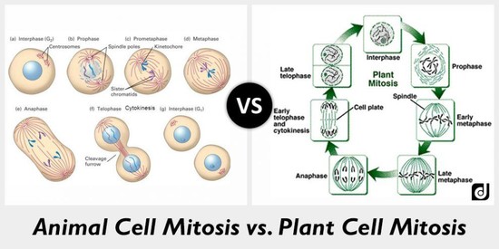 Difference between Animal and Plant Cell Mitosis