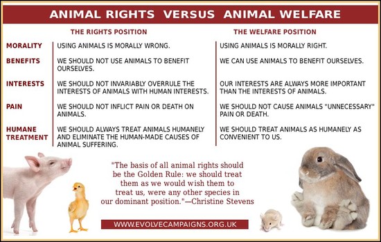 Animal Welfare Quotes. QuotesGram