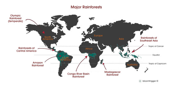 RAINFORESTS IN THE WORLD | Rainforests: the lungs of the Earth