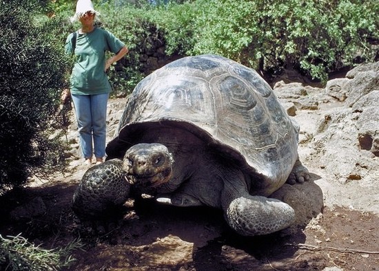 How many turtles live on the Galapagos Islands? | Turtles