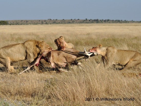 a lion kill | Wilkinson's World