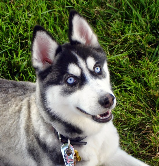 What Dog Breeds Have Blue Eyes? - LUV My dogs