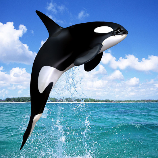 Killer Whales Are Actually Dolphins | family and relationship