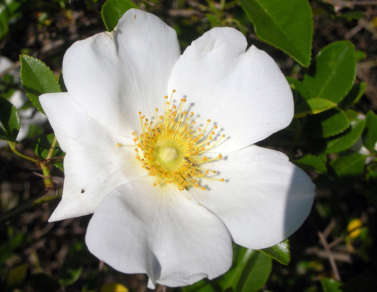 State Flower of Georgia: Cherokee Rose | www.auburn.edu ...