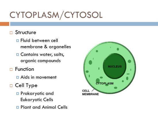 CYTOPLASM/CYTOSOL Structure Function Cell Type - ppt video ...