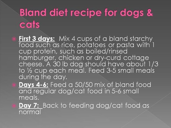 Bland diet recipe for dogs and cats with tummy problems ...