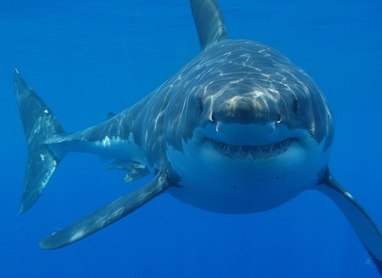 Shark | The Biggest Animals Kingdom