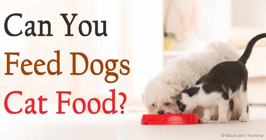 Dog and Cat Diets: Obligate Carnivore Versus Scavenging ...